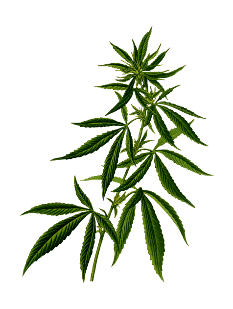Tucson man wants to bring a marijuana dispensary to Parker | News