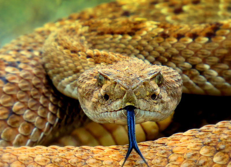 Rattlesnake alert: Confirmed report of venomous snake in NJ neighborhood