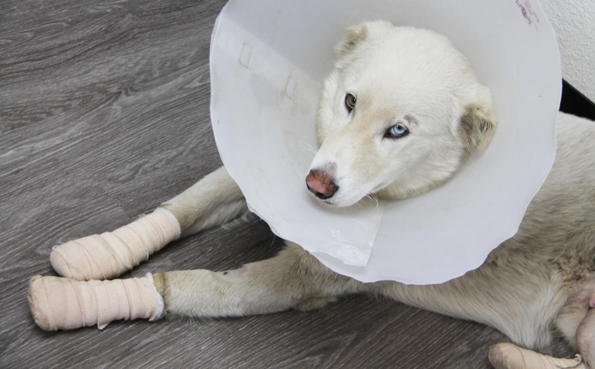 Dog Healing From Severe Injuries Was Found By Road Near Quartzsite News Parkerpioneer Net