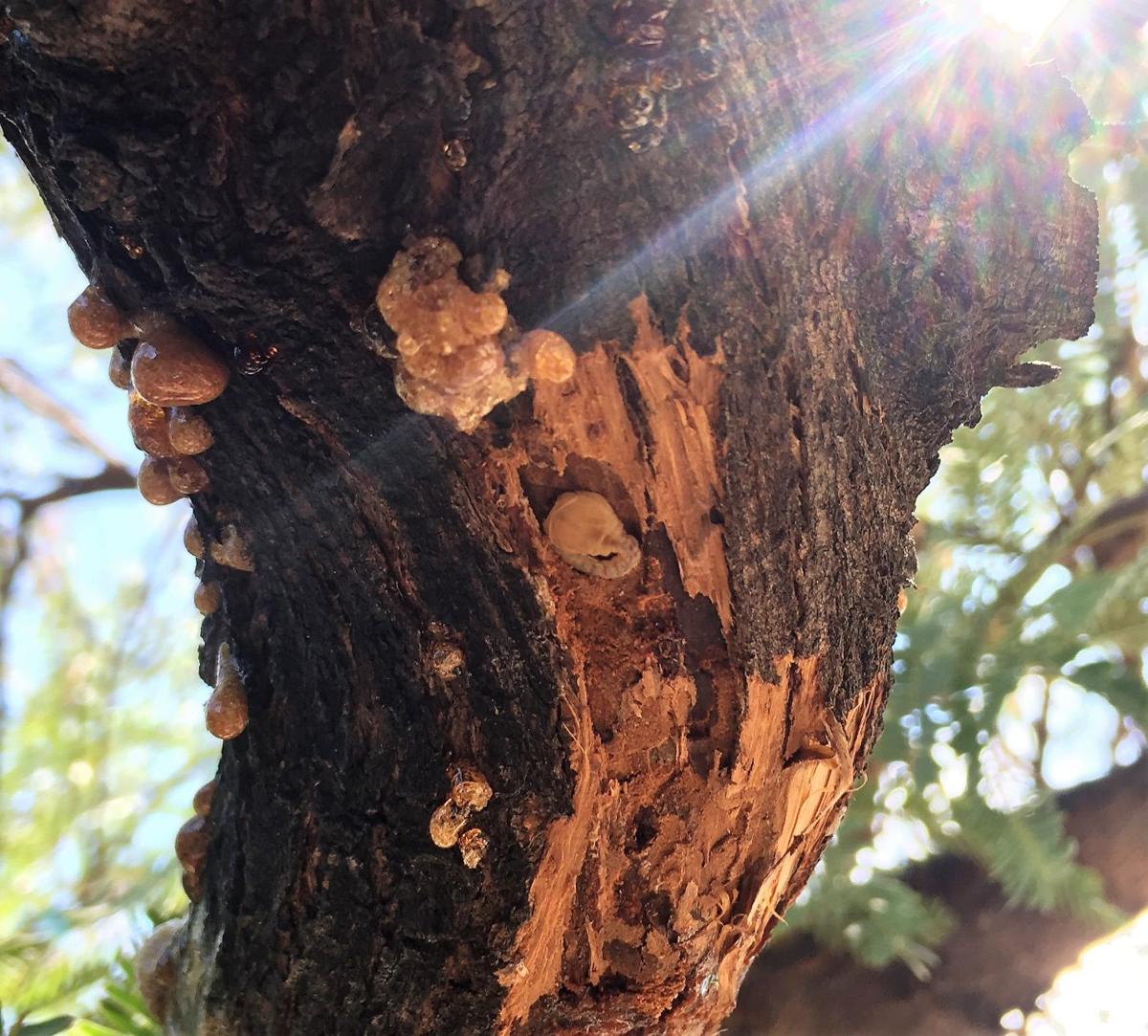 What’s Bugging Our Mesquites? News