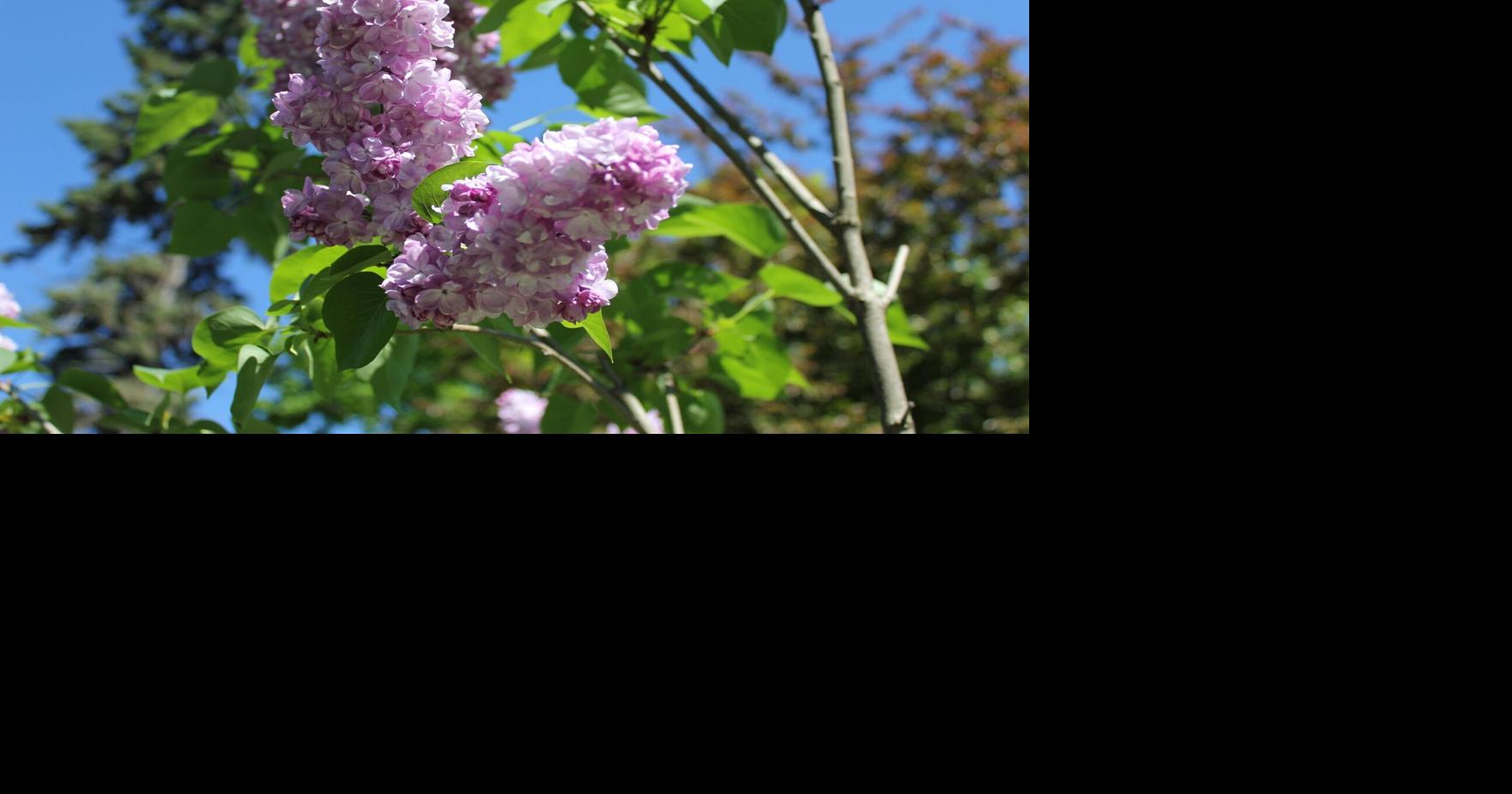 Parry Sound Tower Hill gardeners by the numbers