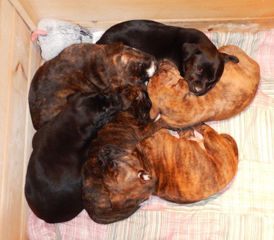 ‘Throw Me a Bone Canada’ dog rescue open in McKellar