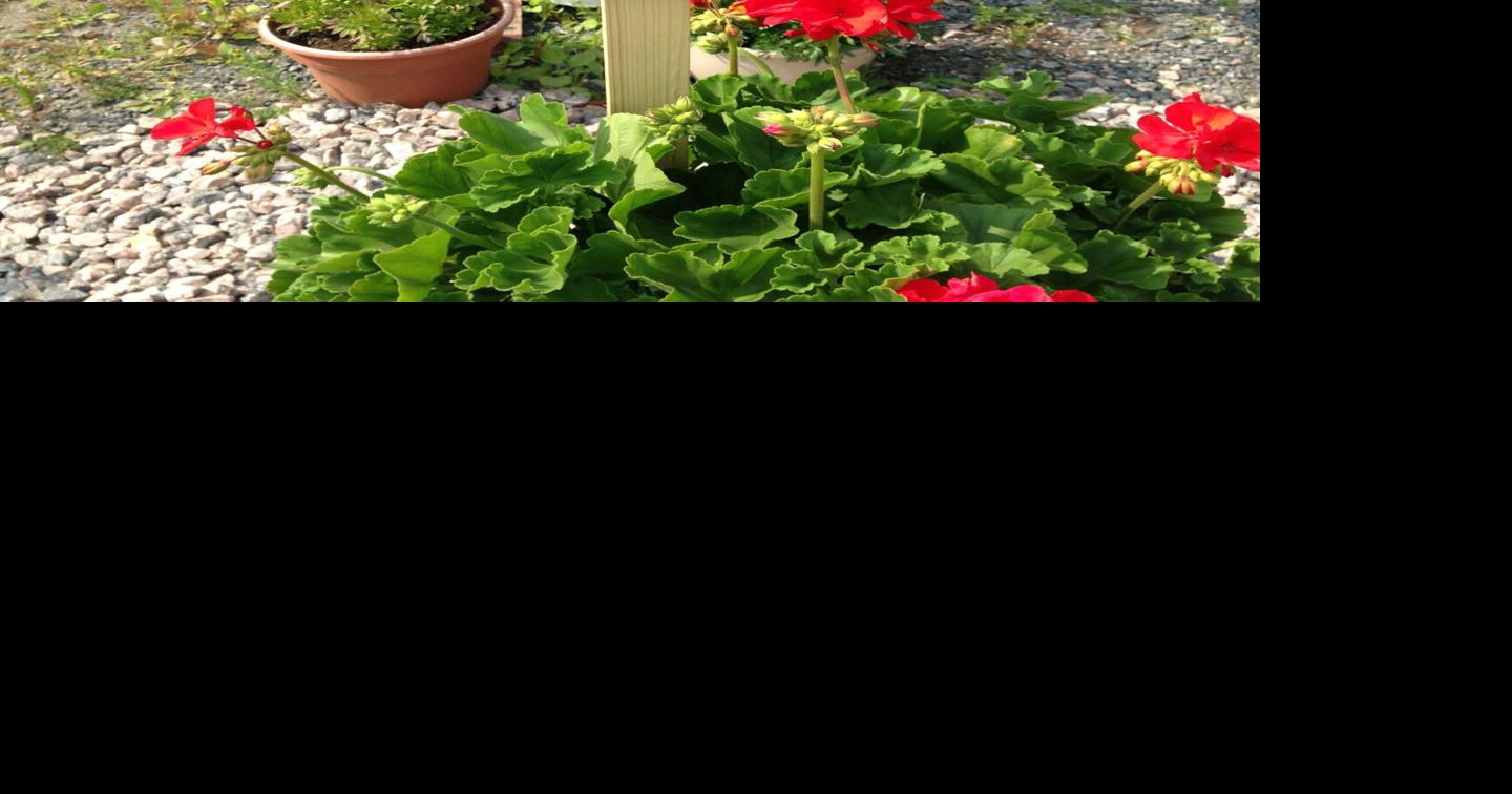 Come take a peek into a McDougall garden