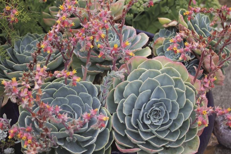 zz plant lowes ZZ Nova Star | Houseplant