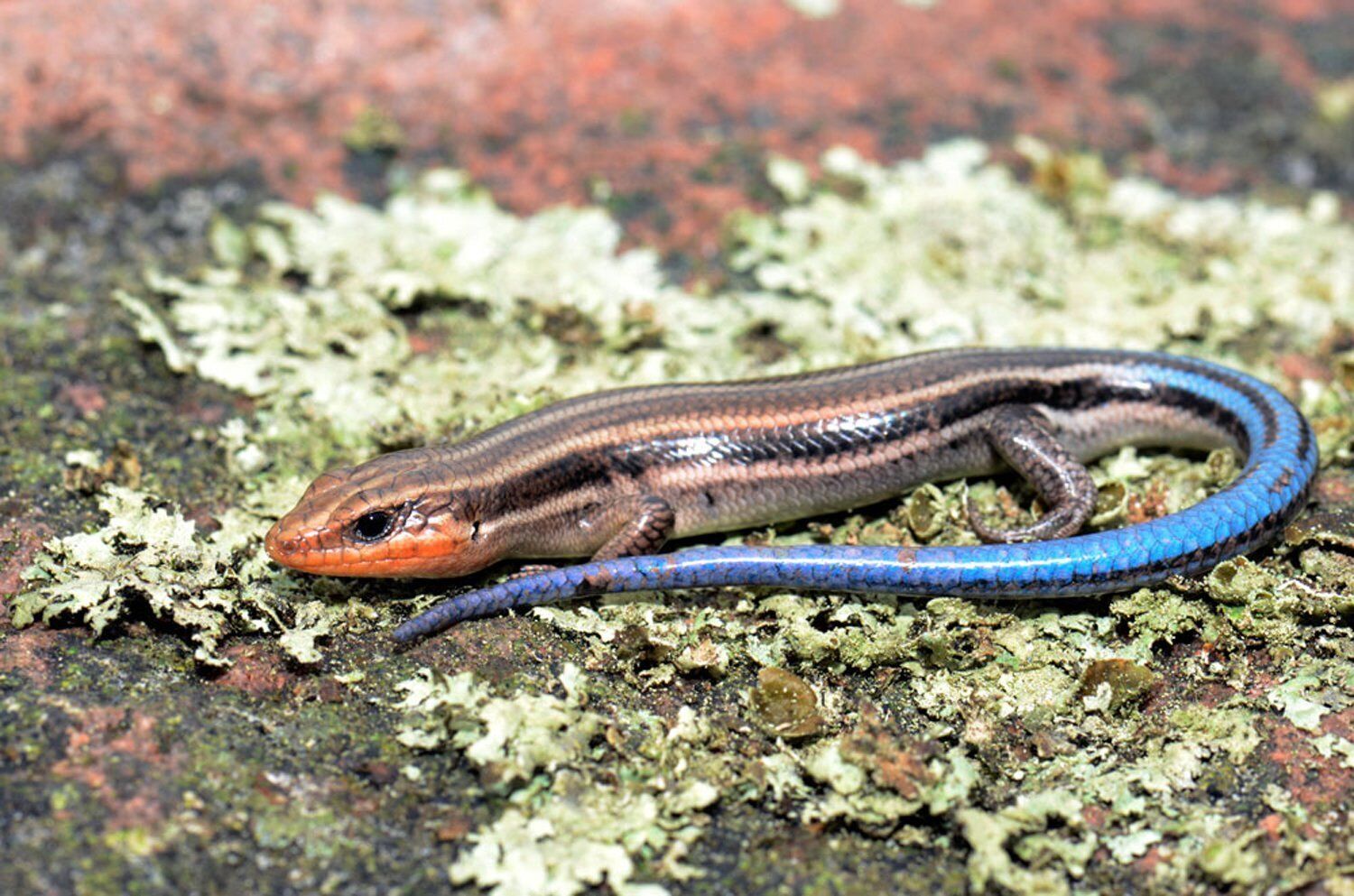 Parry Sound Nature Club learns facts about Ontario's only lizard