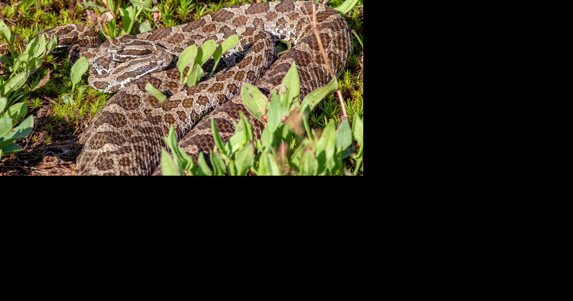 Massasauga rattlesnakes: Rare neighbors on Georgian Bay