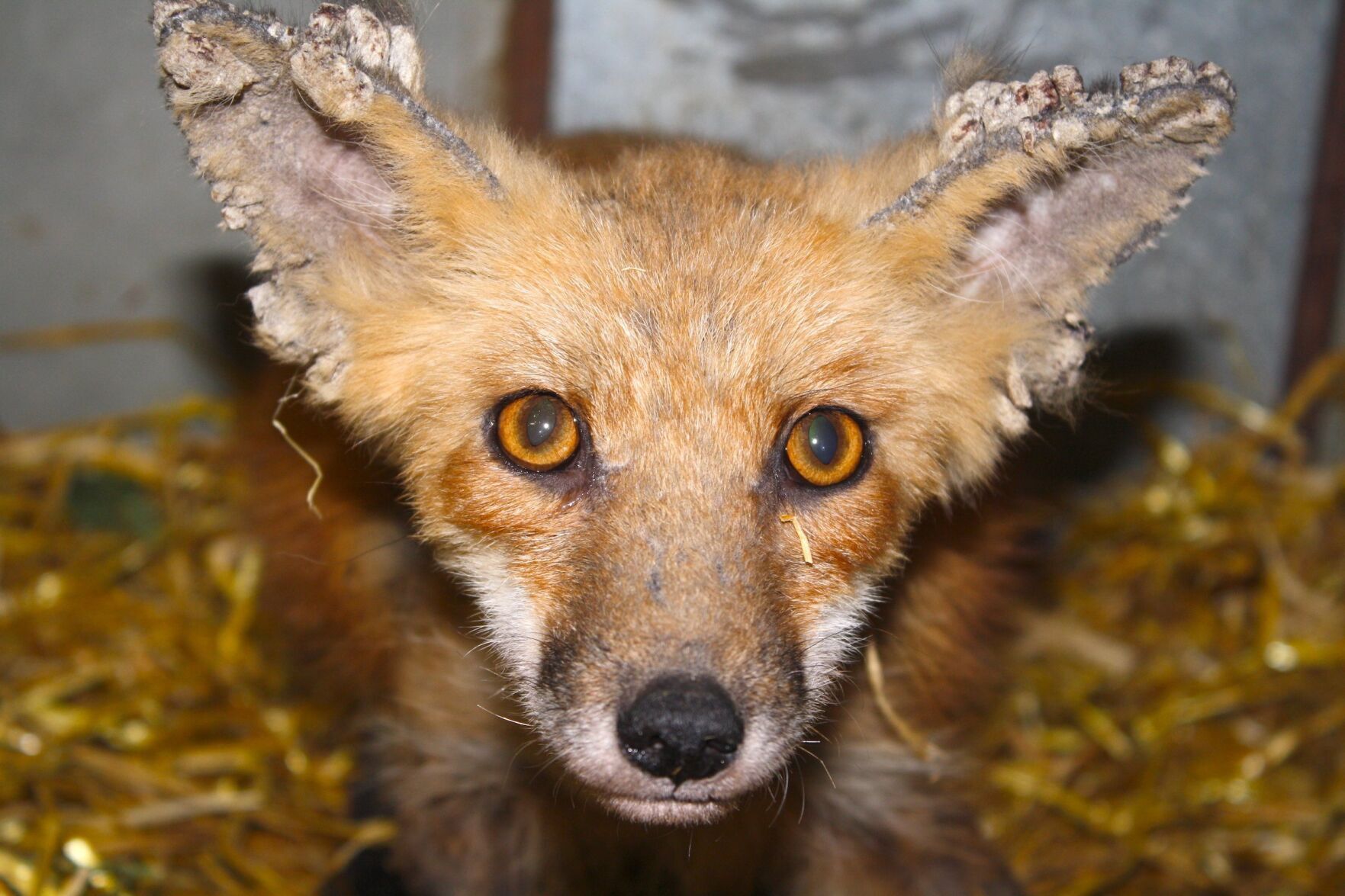 Sarcoptic mange hot sale in wildlife