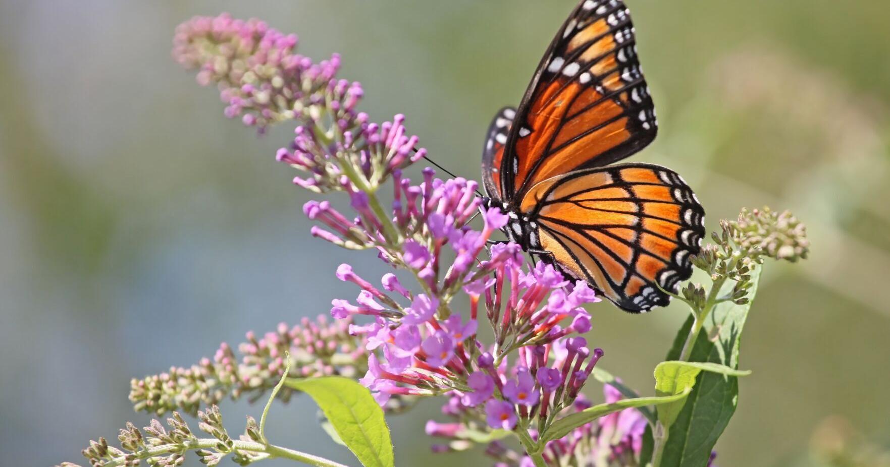 Five eco travel ideas: wildlife research, project building - Vimarsana News