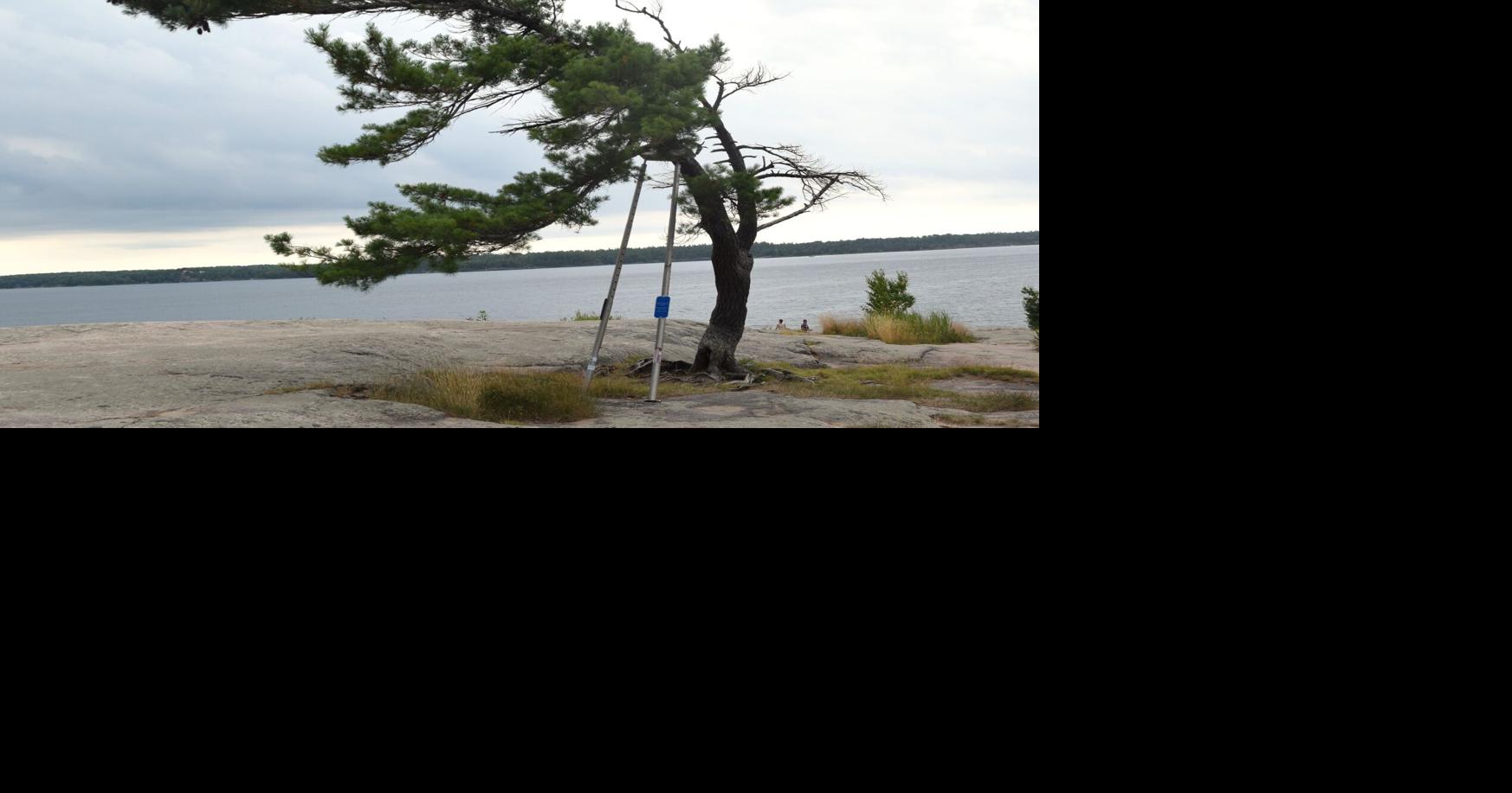 Killbear Windswept tree ‘may fall naturally,’ get cut down