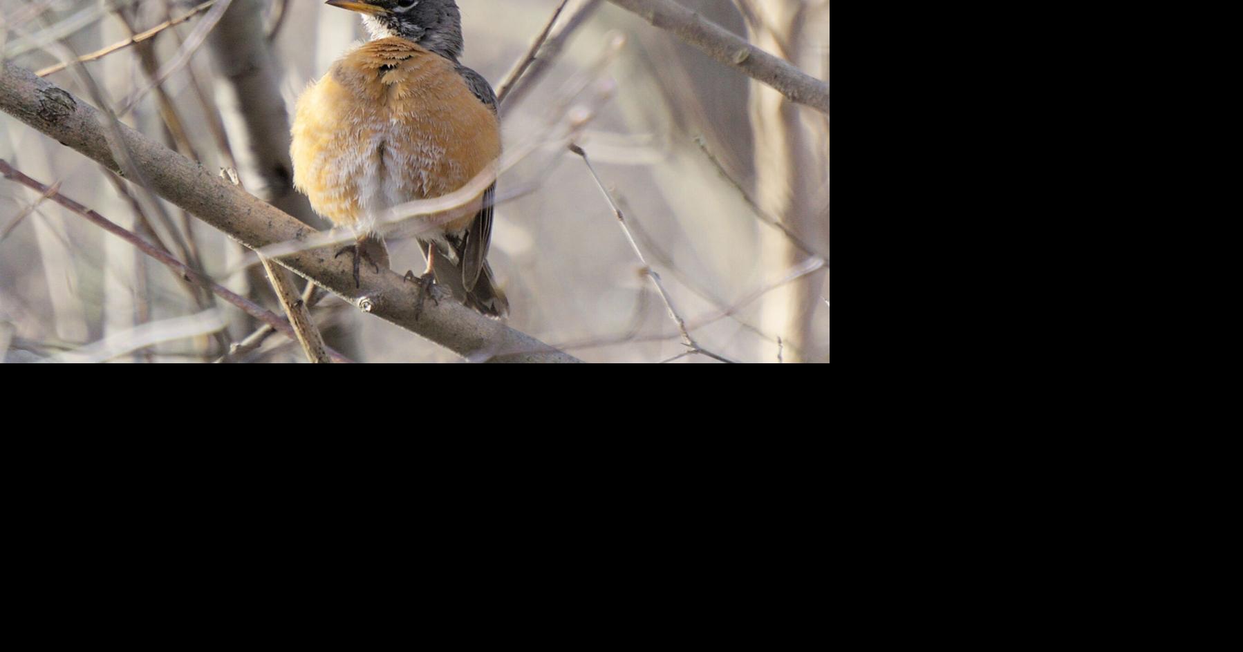 5 fun and festive things to do in the Parry Sound area this weekend