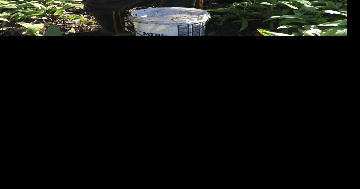 Those incredible edible wild leeks