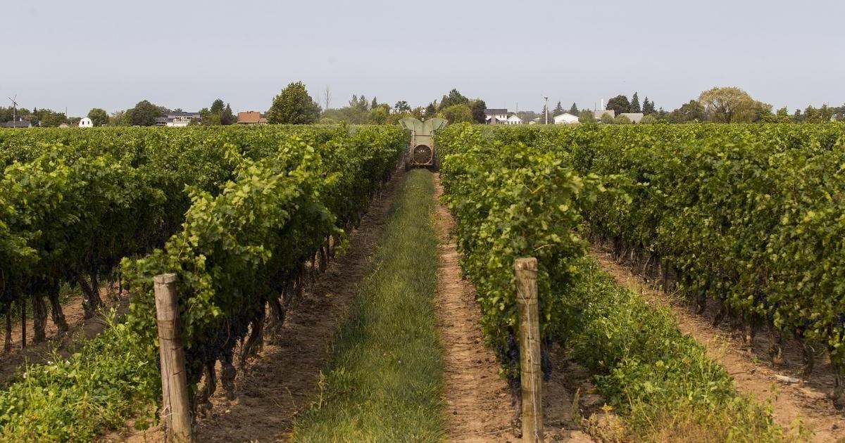 Wineries, breweries, cideries to check out on Victoria Day - Vimarsana News
