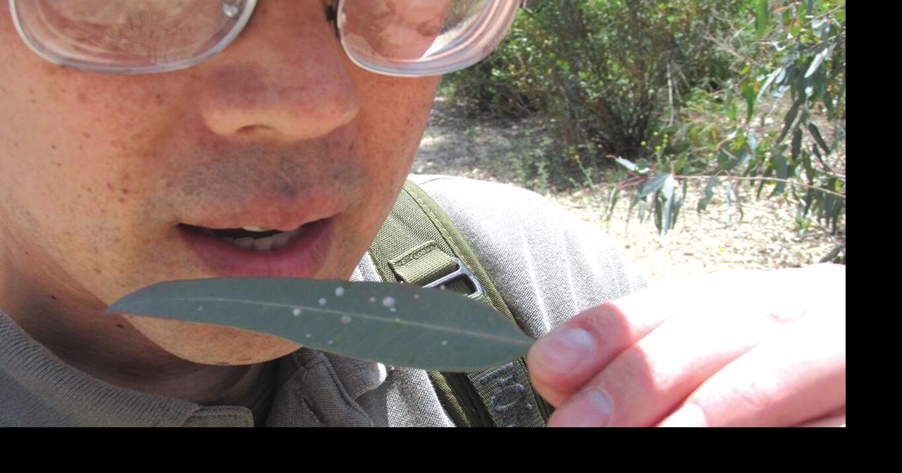 Tracing Roots: Australia’s dominant tree has naturalized in U.S ...