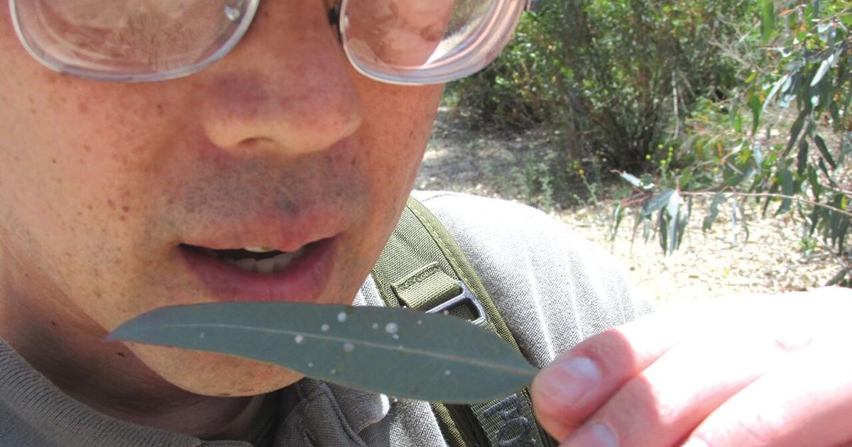 Leopard Tree Australia Invasive Roots Tracing Roots: Australia’s dominant tree has naturalized in U.S ...