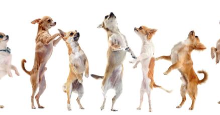 Racing Chihuahuas In Texas Opinion Pasadenaweekly Com Racing Chihuahuas In Texas Opinion Pasadenaweekly Com