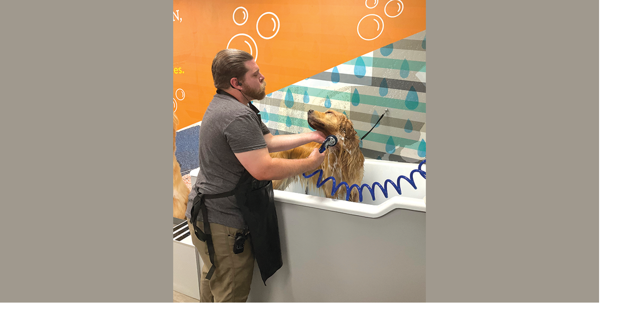 Having a Ball: Dogtopia gives working day treatment, boarding spa solutions | Characteristic Stories