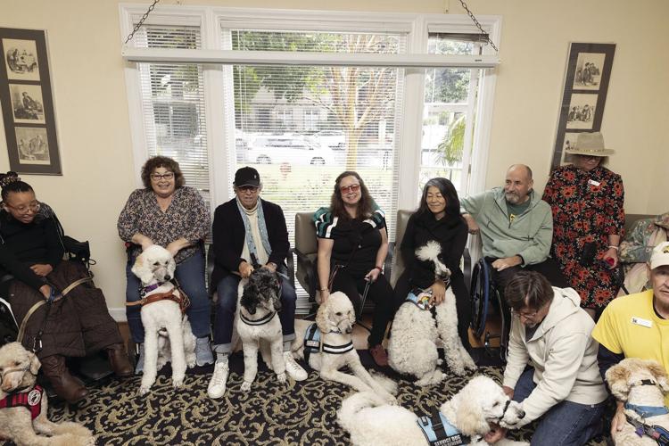 Service Dogs Save the Day Standard poodles are setting the standard