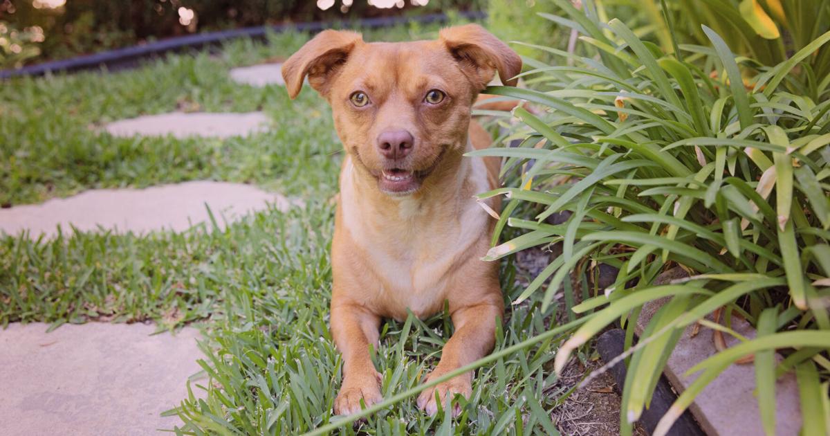 Models Wanted: Pasadena Humane celebrates furry friends | Feature ...