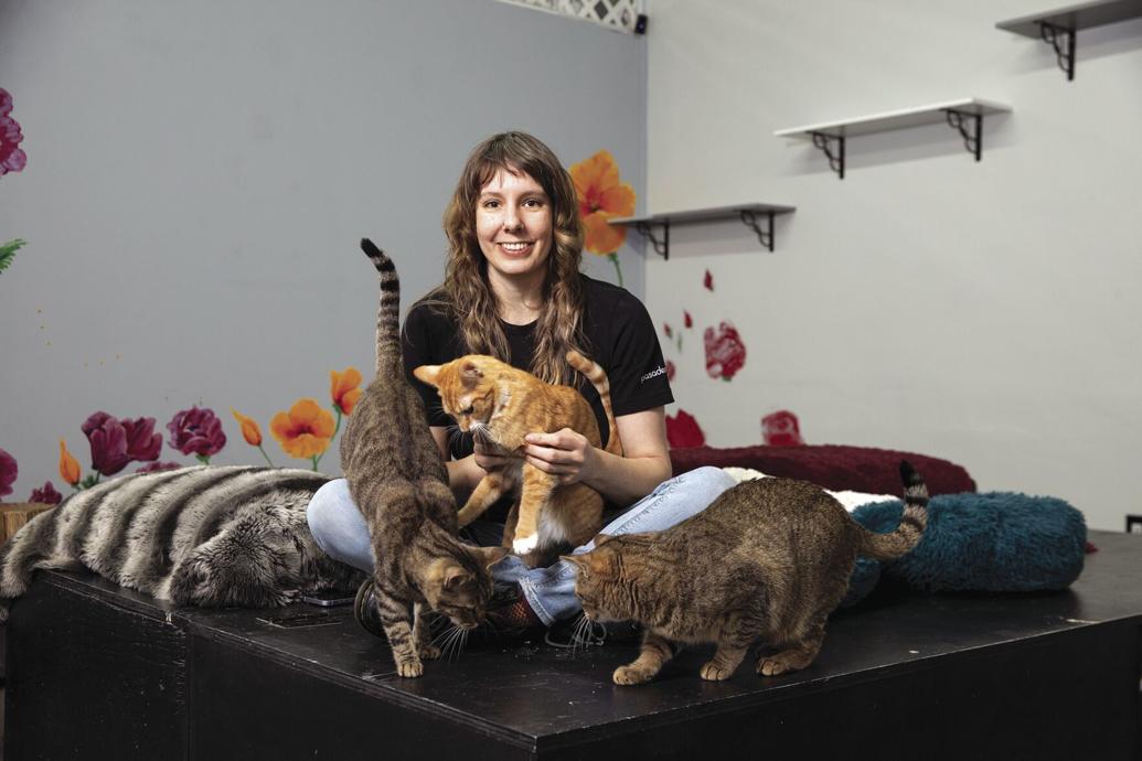 Best Little Cathouse in Pasadena Play kittythemed games, meet feline friends at carnival