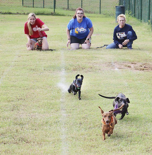 Dog gone fun