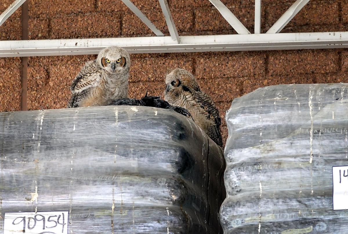 Great horned owls at Lowe's