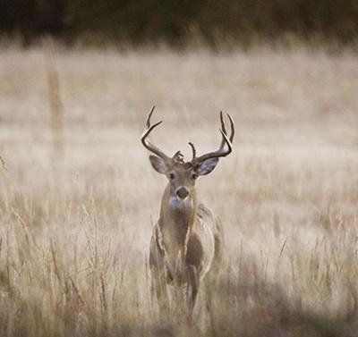 Debunking Deer Management Myths Community
