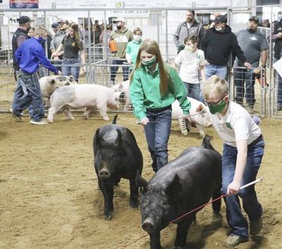 Hog heaven