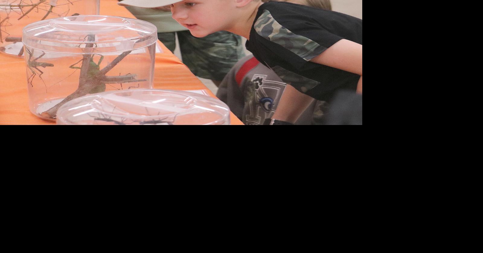 Insects a part of county fair reflections | Local News ...