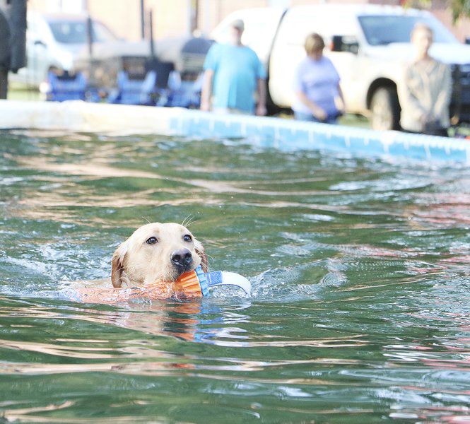 Dog gone fun