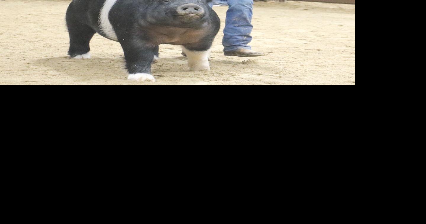County swine show brings in the folks | Local News ...