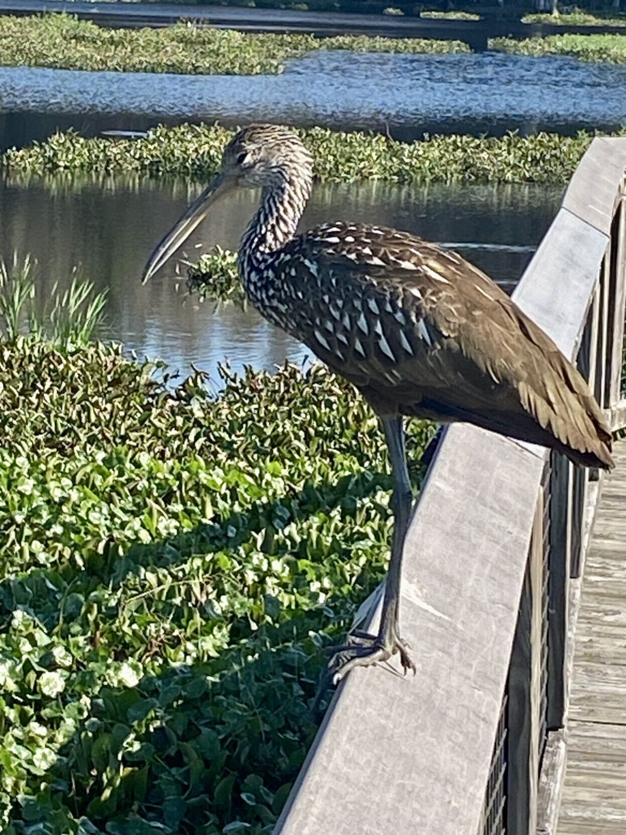 Paynes Prairie: Alligators, Bison And Wild Horses | Citrus County ...