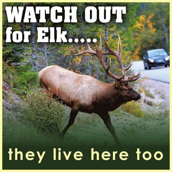 Watch Out for Elk