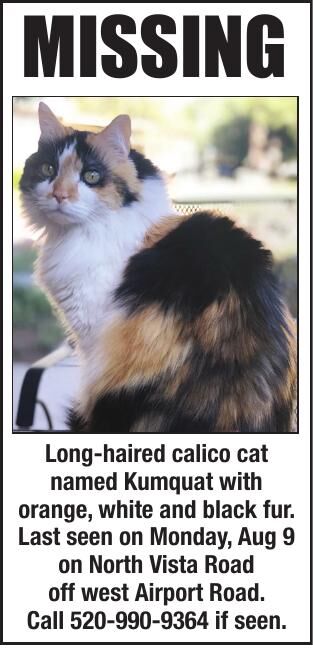 Missing Calico Cat