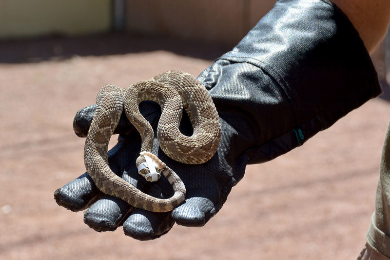Rattlesnake aversion training keeps dogs, handlers safe Health