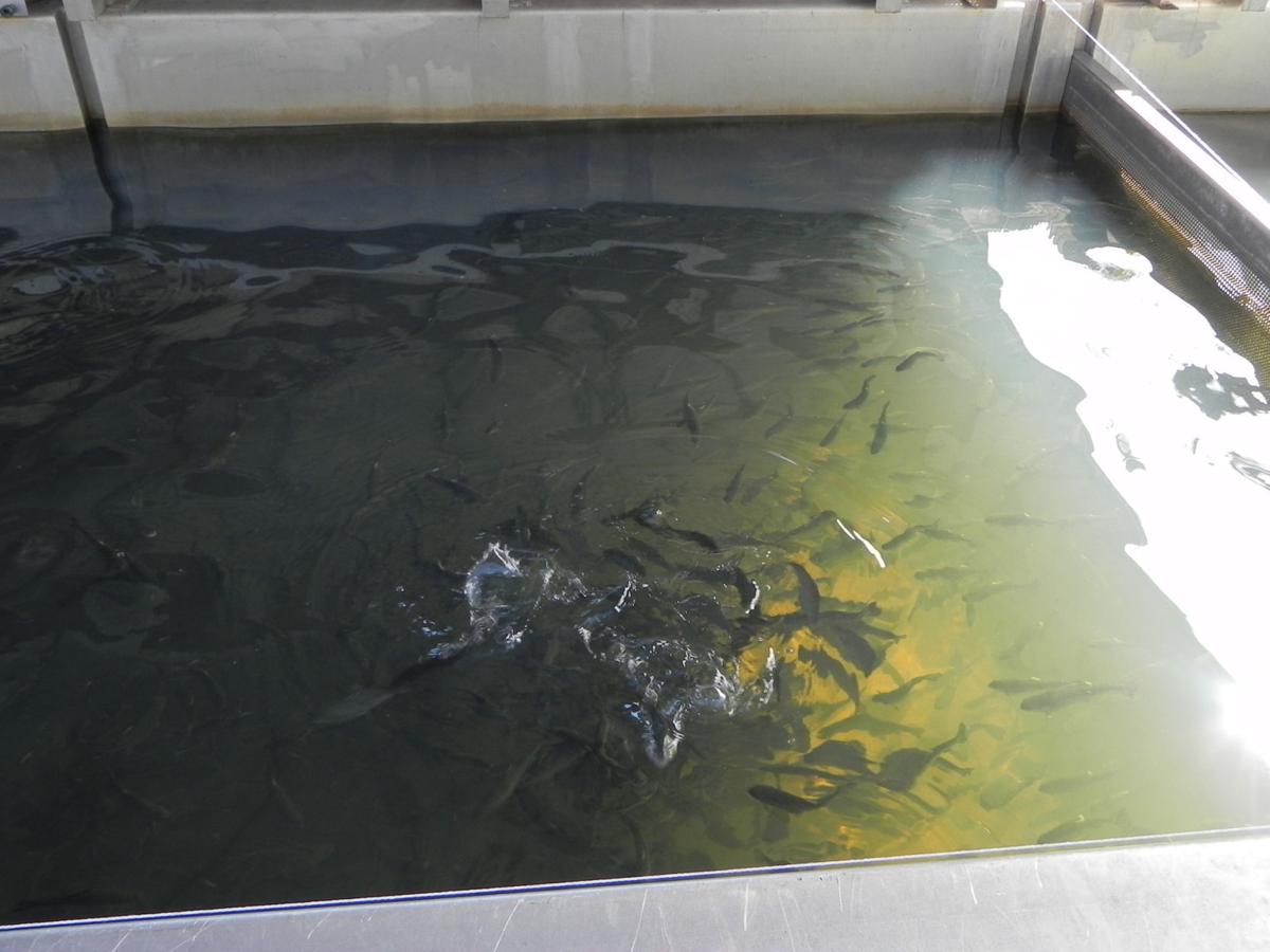 Tonto Fish Hatchery Begins Seasonal Trout Stocking Hunting & Fishing