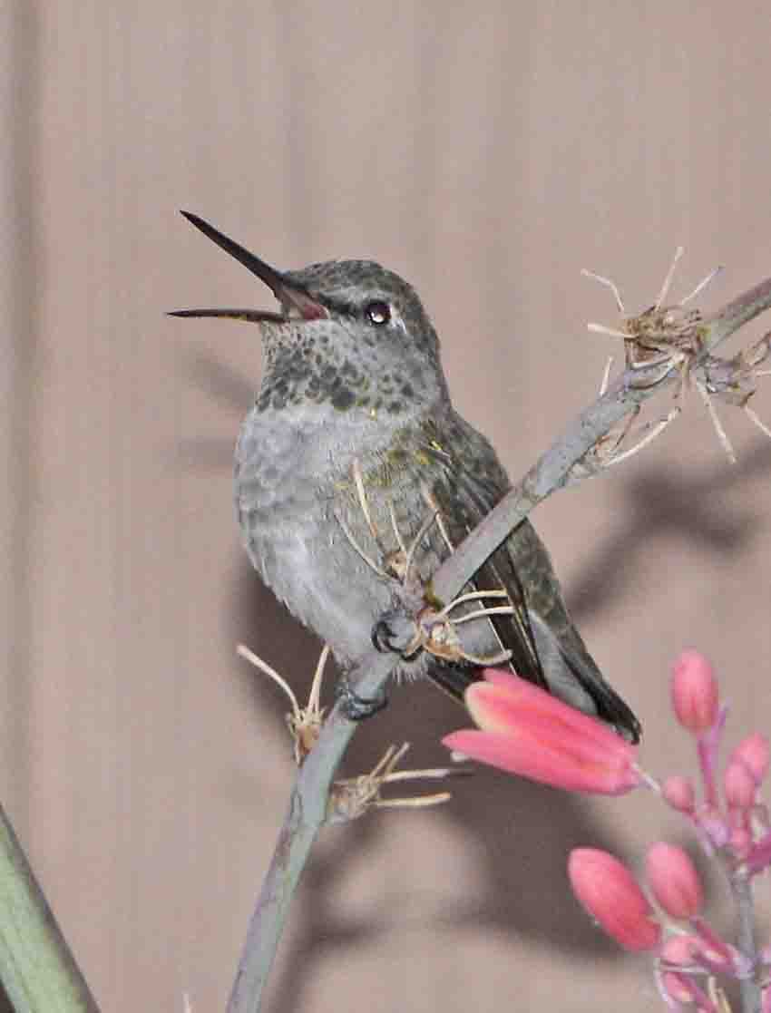 hummingbird sounds