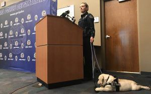 Mesa police add their first therapy dog to special victims unit