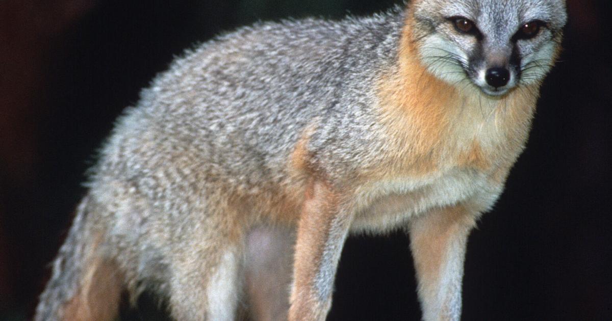 Rabid fox found between Star Valley and Forest Lakes | Gila County ...