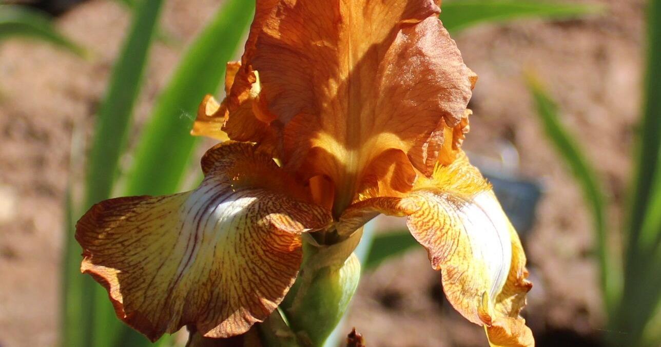 Elk Path Irises open for viewing - Vimarsana News