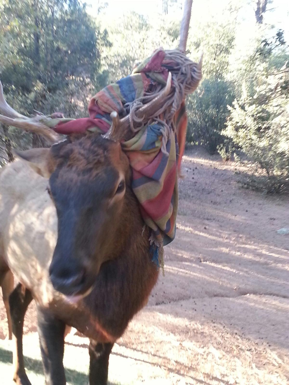 Local woman helps elk wrapped up in hammock Local News