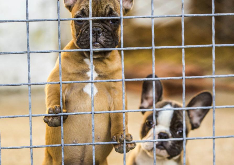Quarantine For Pets Without Rabies Shots Costly News Paysonroundup Com