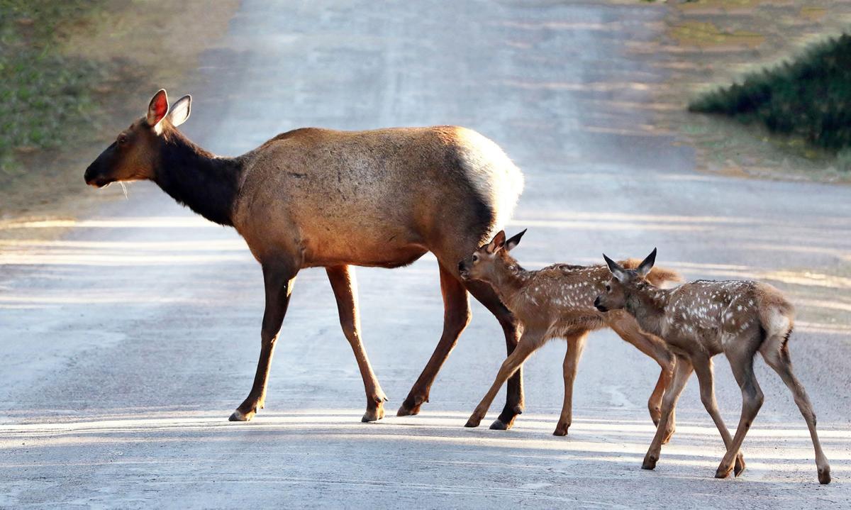 An elk with two babys.