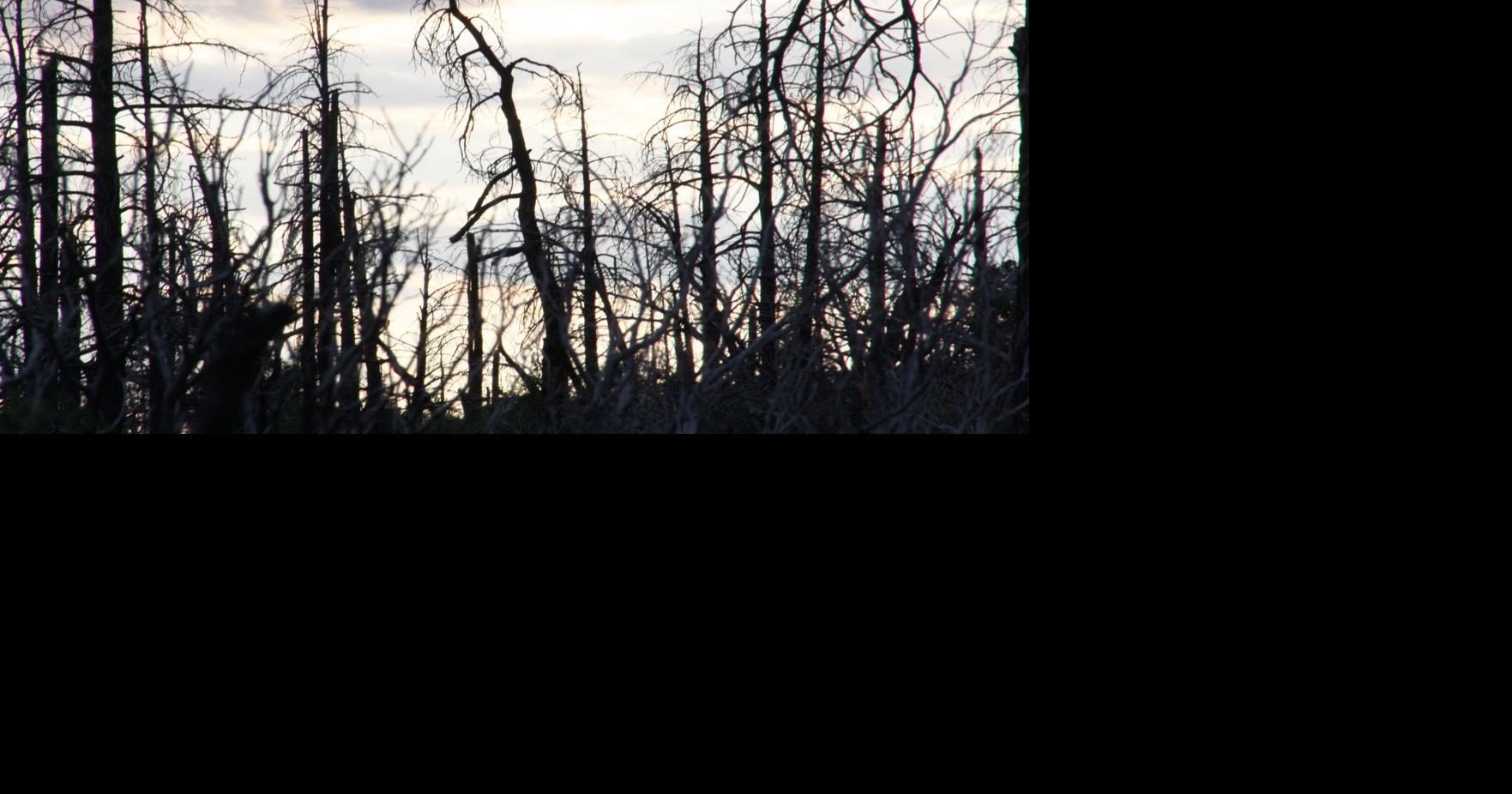 Effort to save the forest collapses | News | paysonroundup.com