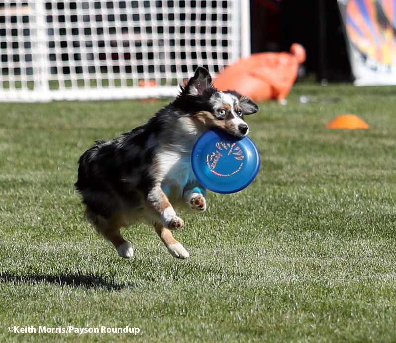 can you use roundup around dogs