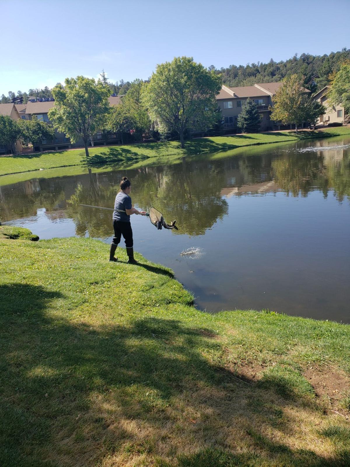 Trout Stocking Begins At Green Valley Park Local News Paysonroundup Com
