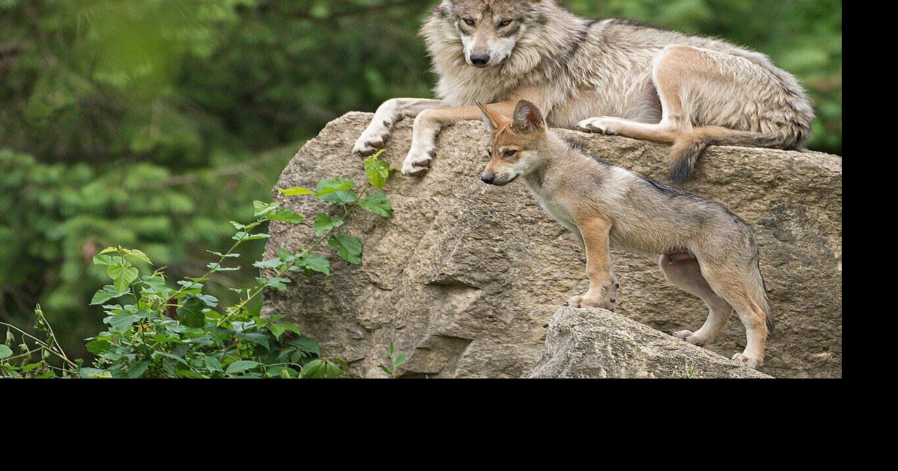 Wolf populations still growing | News | paysonroundup.com