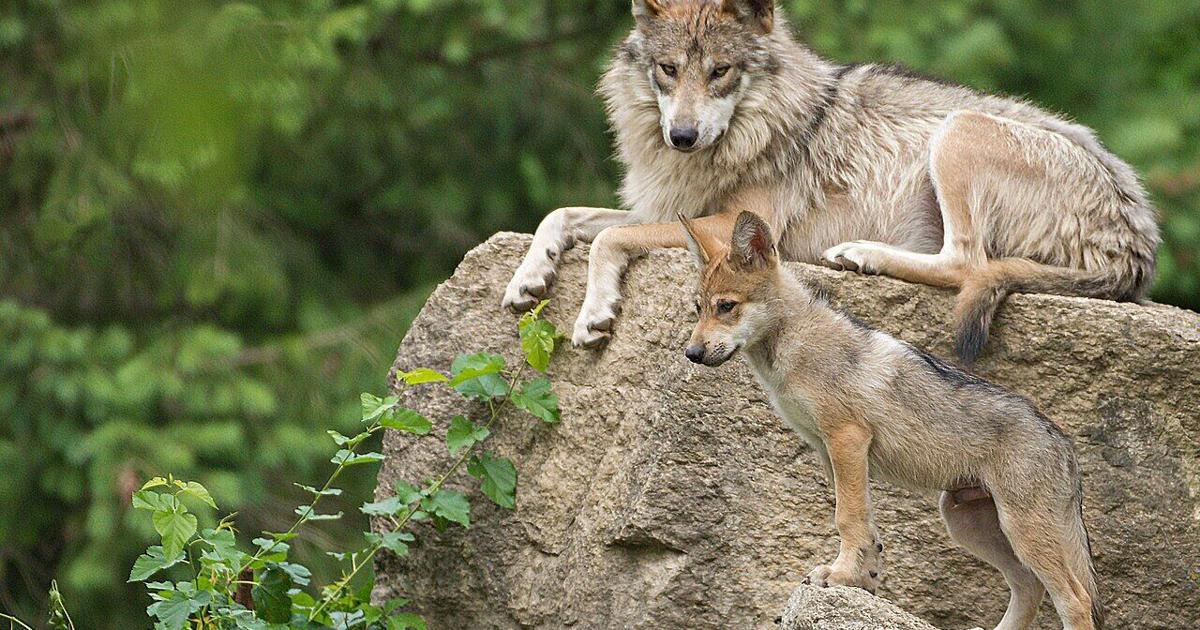 Wolves Growing Wolf populations still growing | News | paysonroundup.com