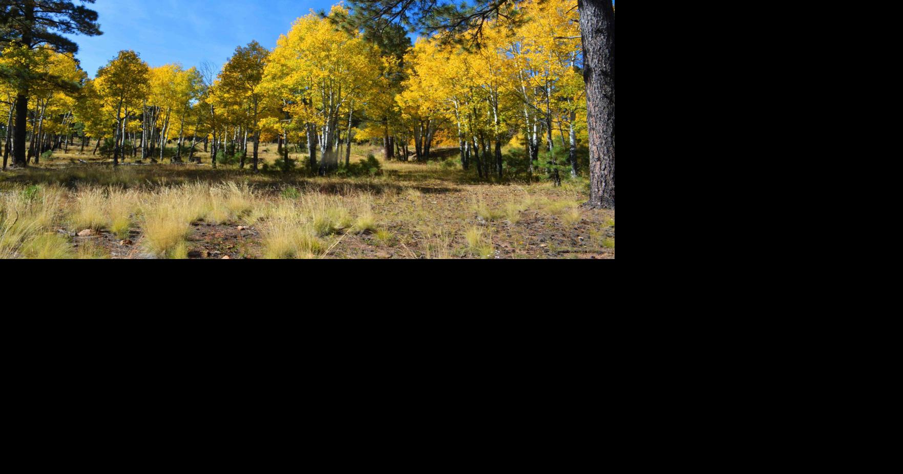Chasing fall color | Local News | paysonroundup.com