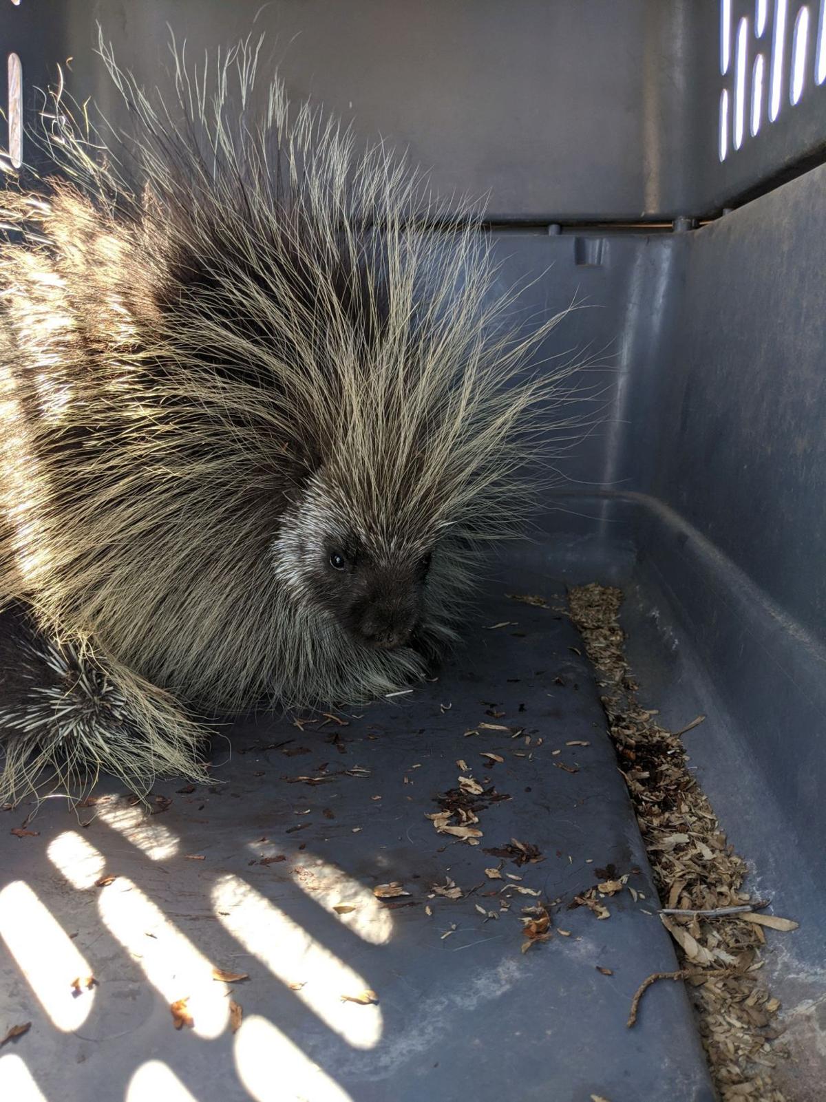 Wild Animals Visit Coffee Shop Dollar Store Local News Paysonroundup Com