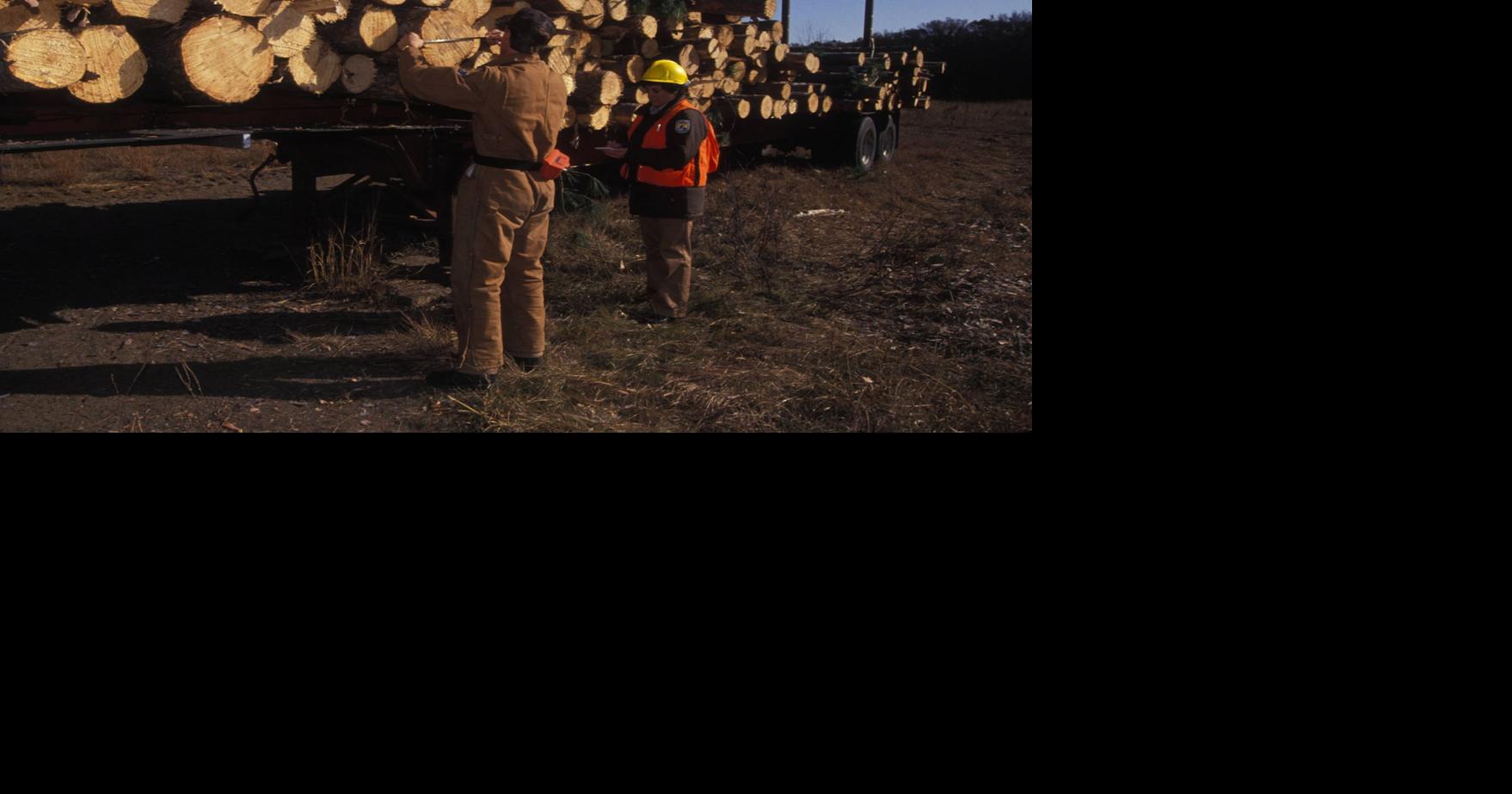 Way too many trees: Cue the loggers? | News | paysonroundup.com